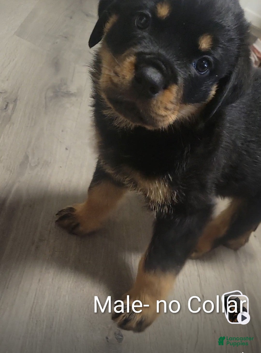 Rottweiler dogs Rottweiler- Male "No collar" - Ad 15