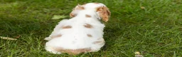 Cocker Spaniel dogs for sale: Reggie  - Ad 10