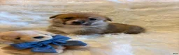 Welsh Corgi Pembroke dogs for sale: Bruno (Purple Collar) - Ad 3