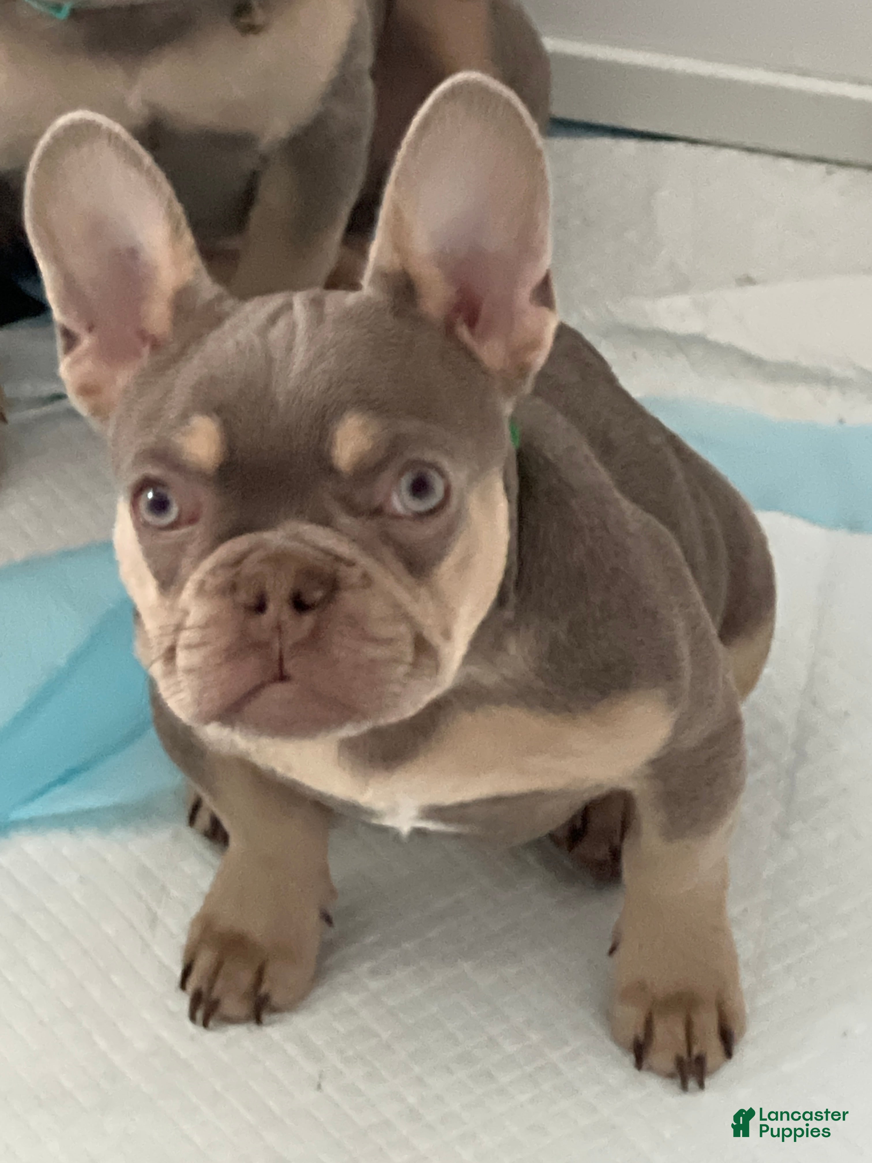 French Bulldog dogs French Bulldog Puppy 1 /Forest  - Ad 5