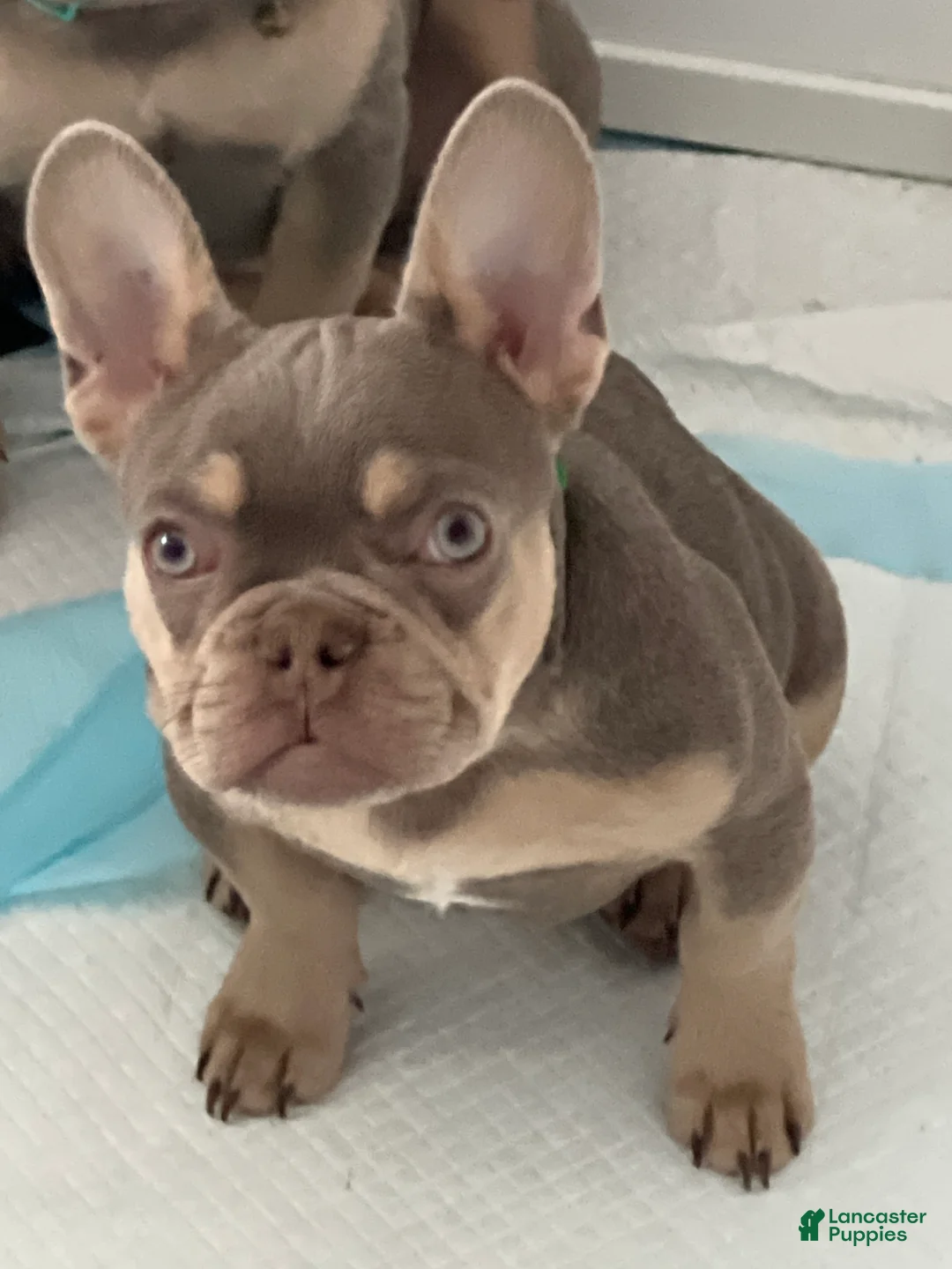 French Bulldog dogs for sale: French Bulldog Puppy 1 /Forest  - Ad 1