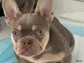 French Bulldog dogs French Bulldog Puppy 1 /Forest - Ad 5