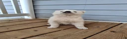 Pomsky dogs for sale: Darci - Ad 10