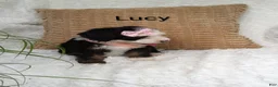 Mini Bernedoodle dogs for sale: Lucy  - Ad 3