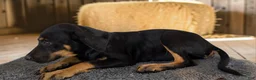 Catahoula Leopard Dog dogs for sale: Gypsie 2026 Female 4 - Ad 6