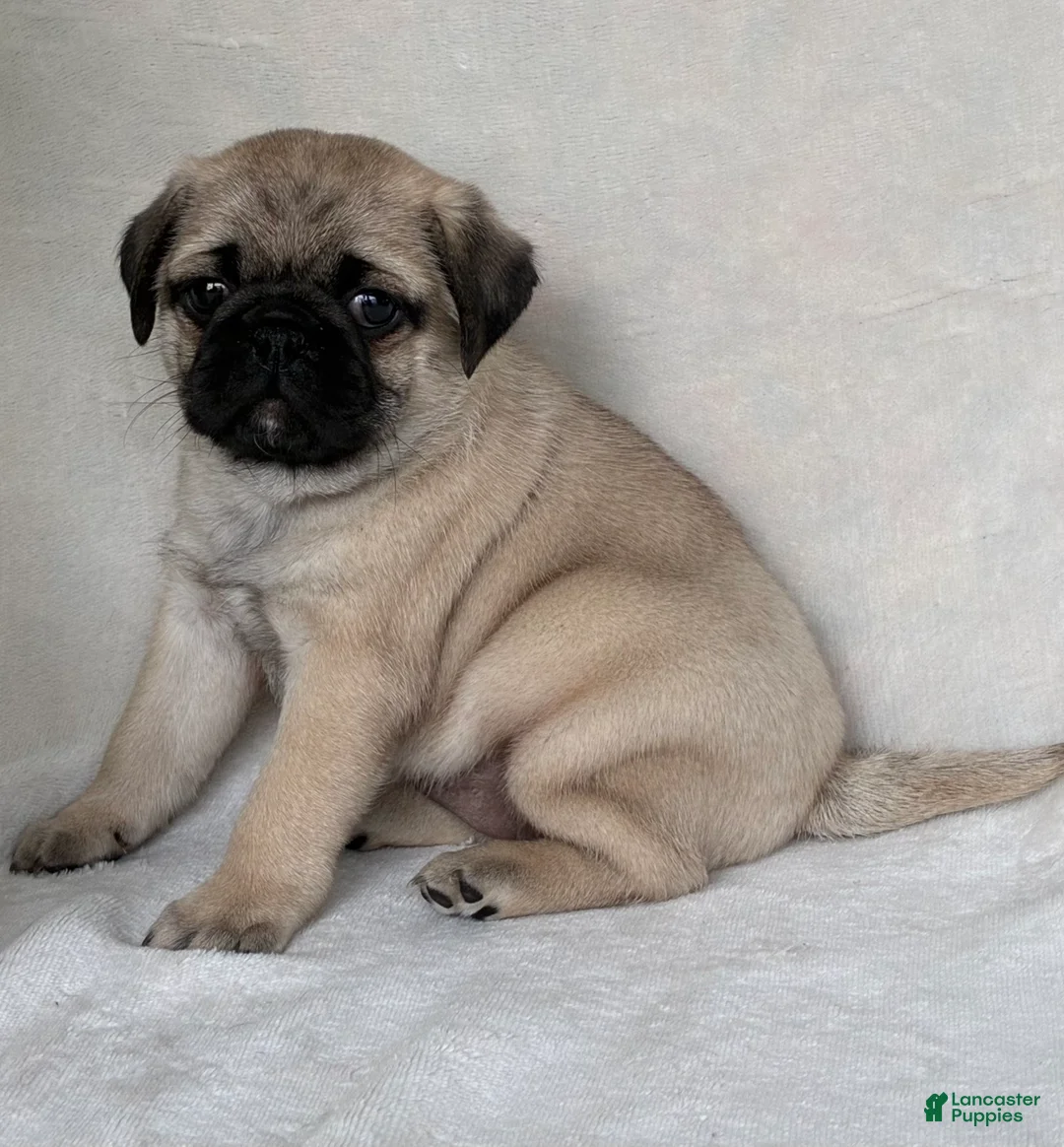 Pug dogs for sale: Bella - Ad 5