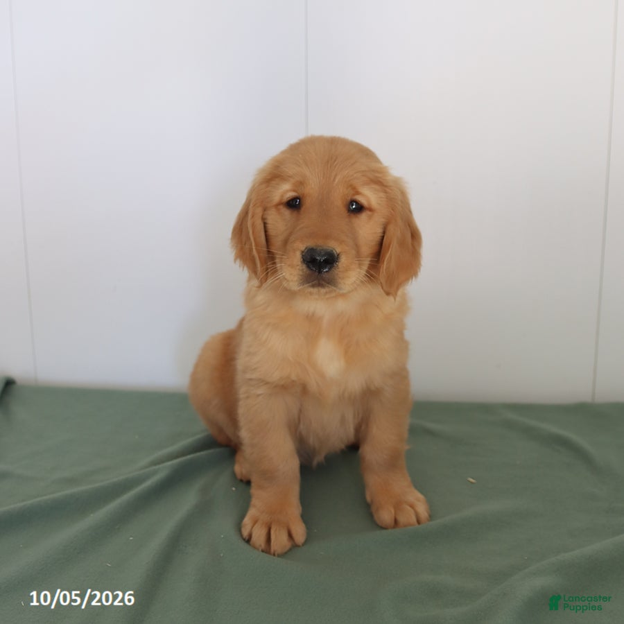 Golden Retriever dogs Darcie - Ad 1