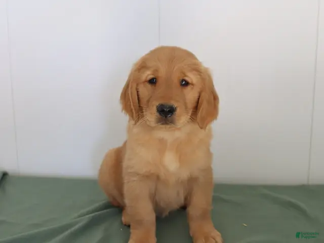 Golden Retriever dogs for sale: Darcie - Ad 1