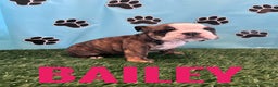 English Bulldog dogs for sale: BAILEY - Ad 5