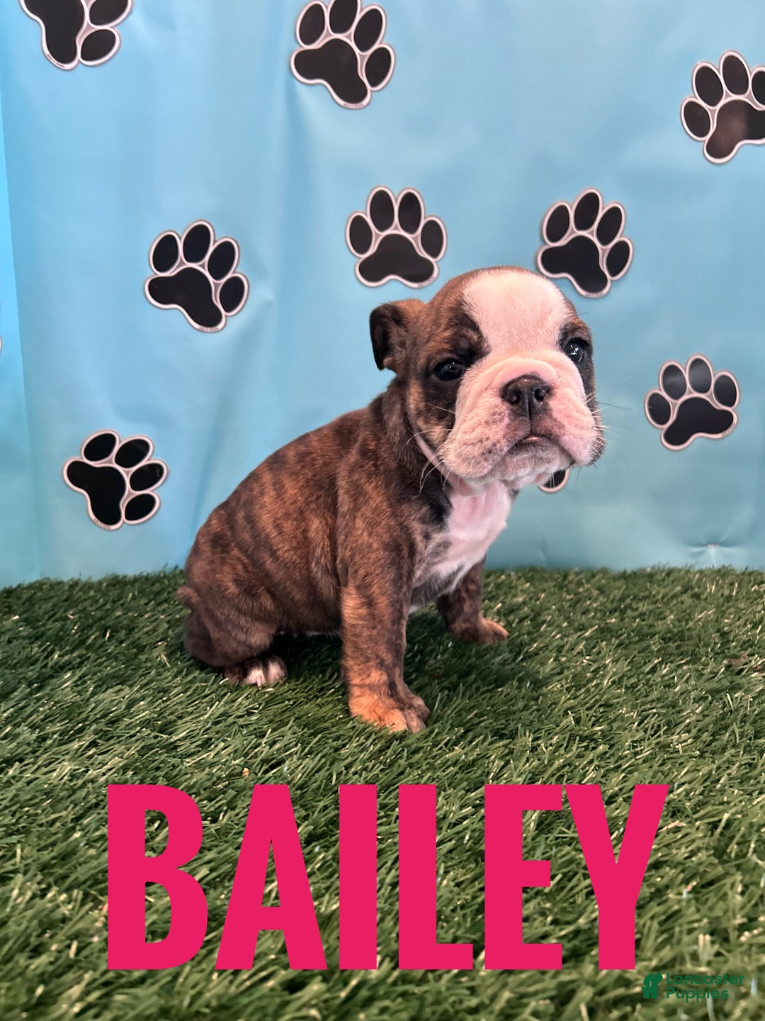 English Bulldog dogs for sale: BAILEY - Ad 5