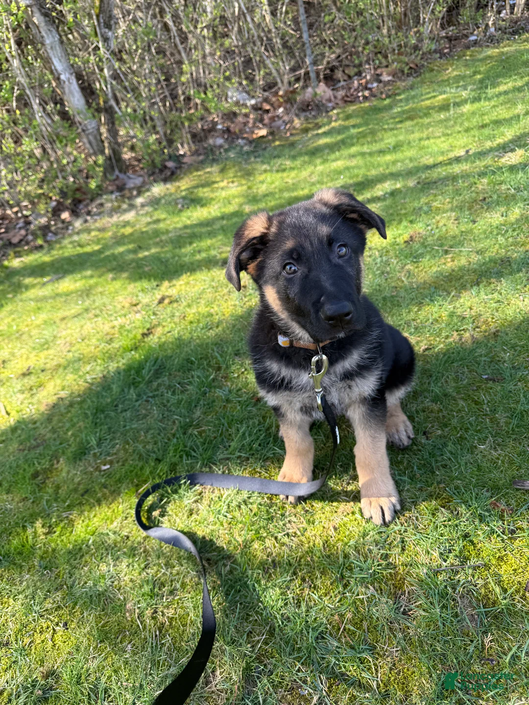 German Shepherd dogs for sale: Forest  - Ad 1