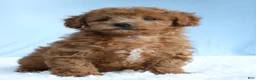Toy Poodle dogs for sale: Waffles 🧇  - Ad 4