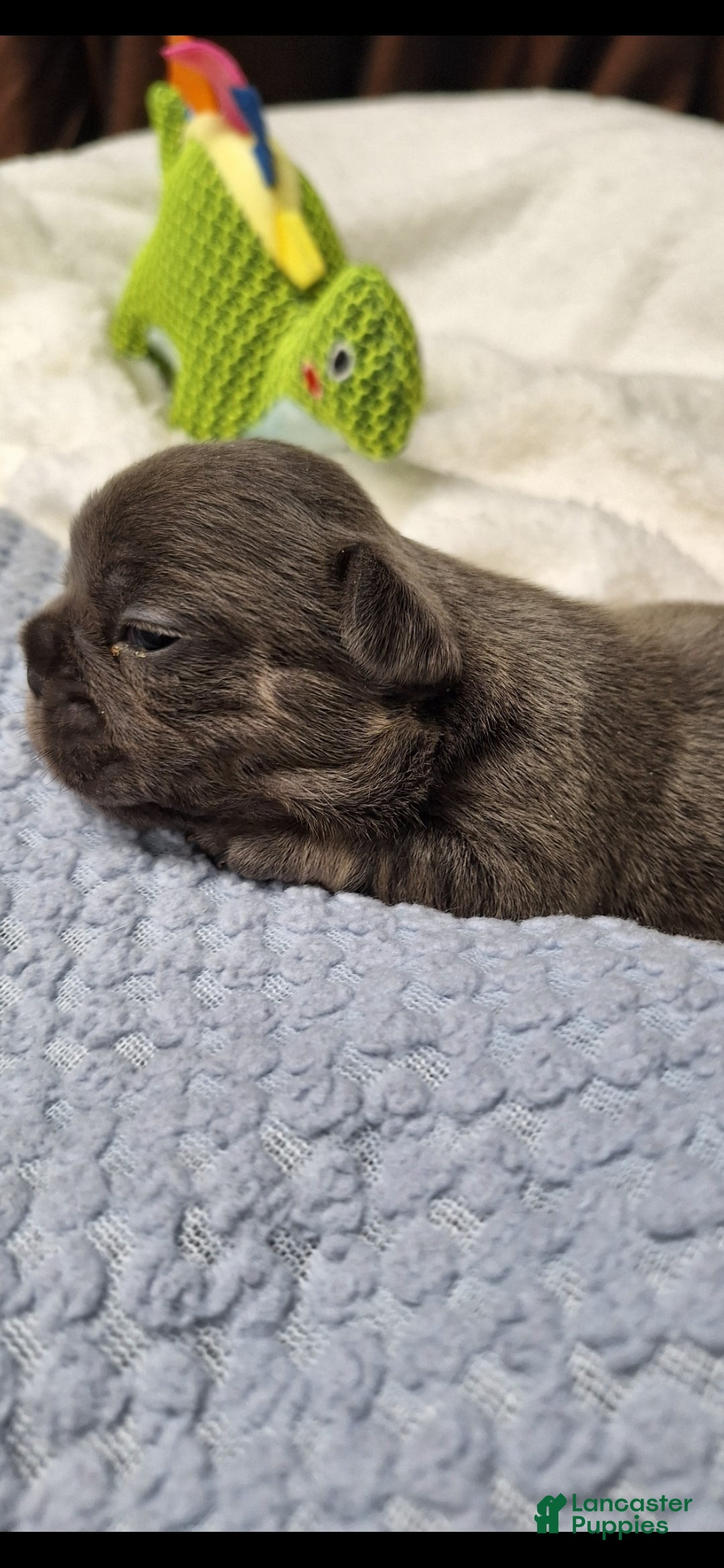 French Bulldog dogs for sale: Ms little  - Ad 8