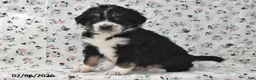 Bernedoodle dogs for sale: Boomer - Ad 5