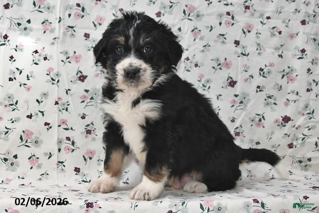 Bernedoodle dogs for sale: Boomer - Ad 5
