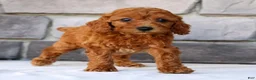 Miniature Poodle dogs for sale: Nina - Ad 8