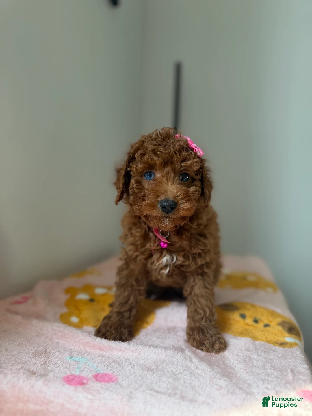 Toy Poodle dogs for sale: Blue eyes - Ad 4