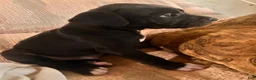 American Pit Bull Terrier dogs for sale: American Pit Bull Terrier 1 - Ad 4