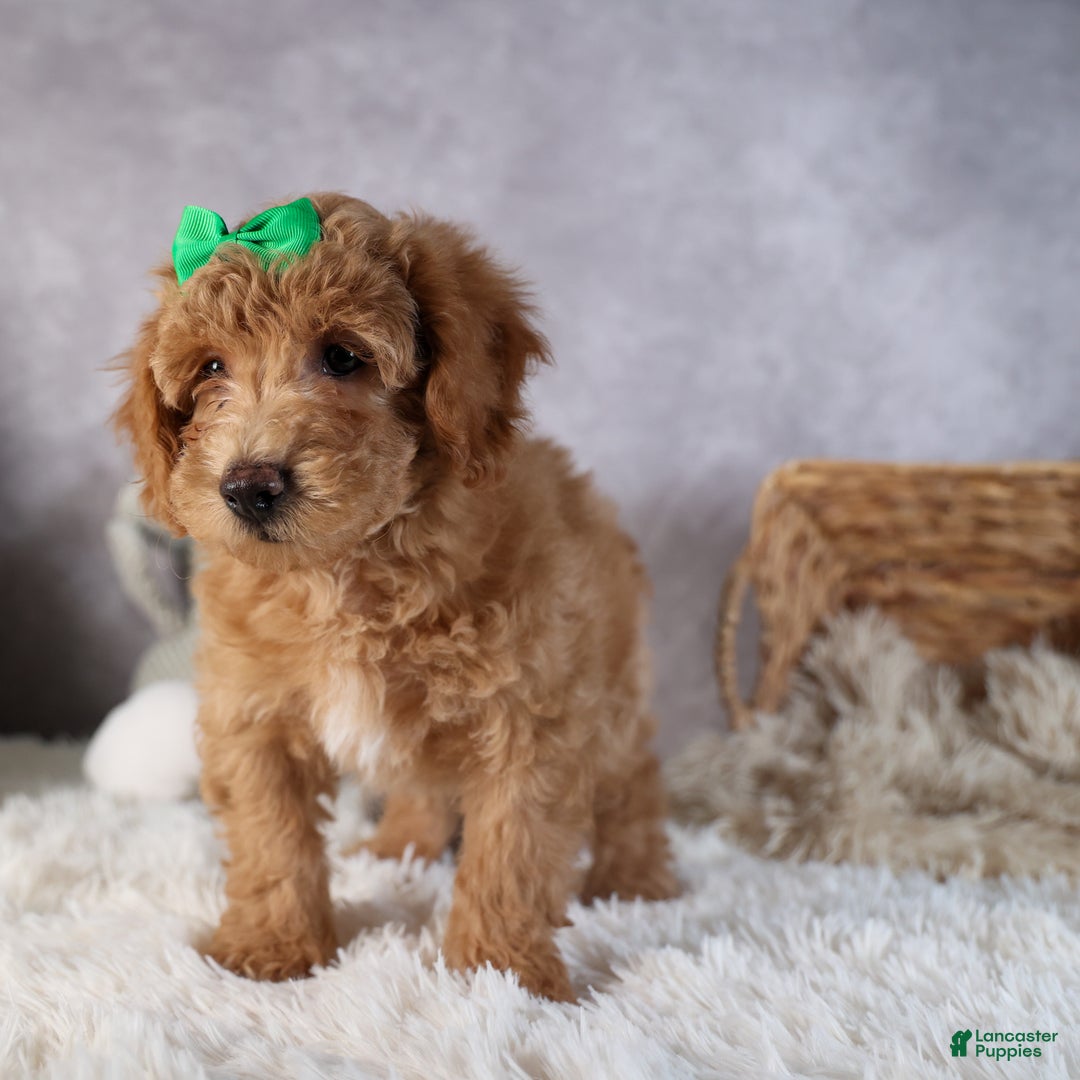 Shihpoo dogs for sale: Elmo - Ad 9