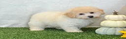 Bichpoo dogs for sale: Kira - Ad 10