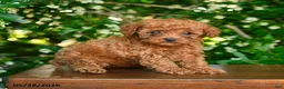 Toy Poodle dogs for sale: Spirit - Ad 2