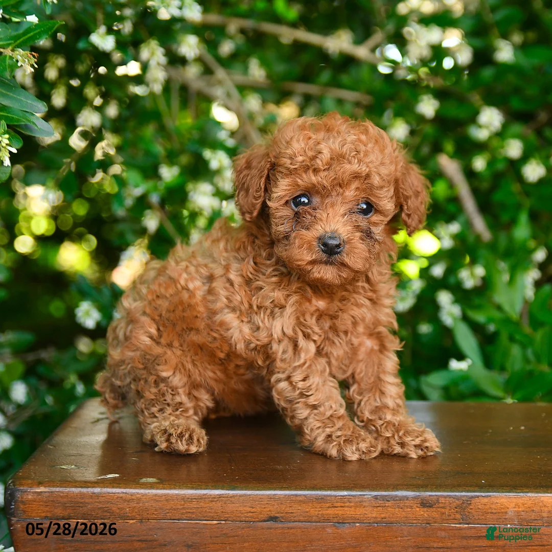 Toy Poodle dogs for sale: Spirit - Ad 2