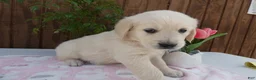 Golden Retriever dogs for sale: Golden Retriever 5 Abby - Ad 3