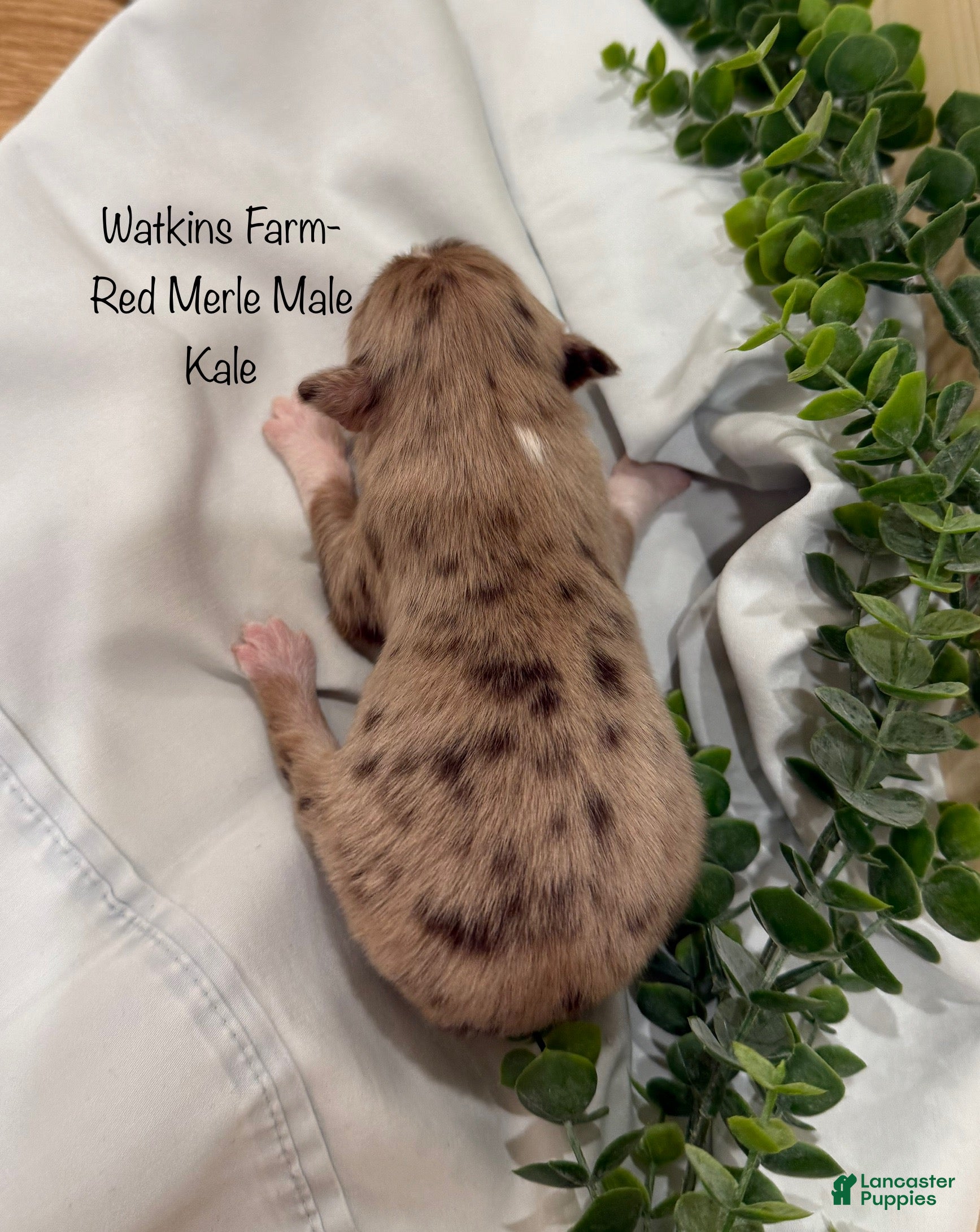 Australian Shepherd dogs Kale - Ad 2