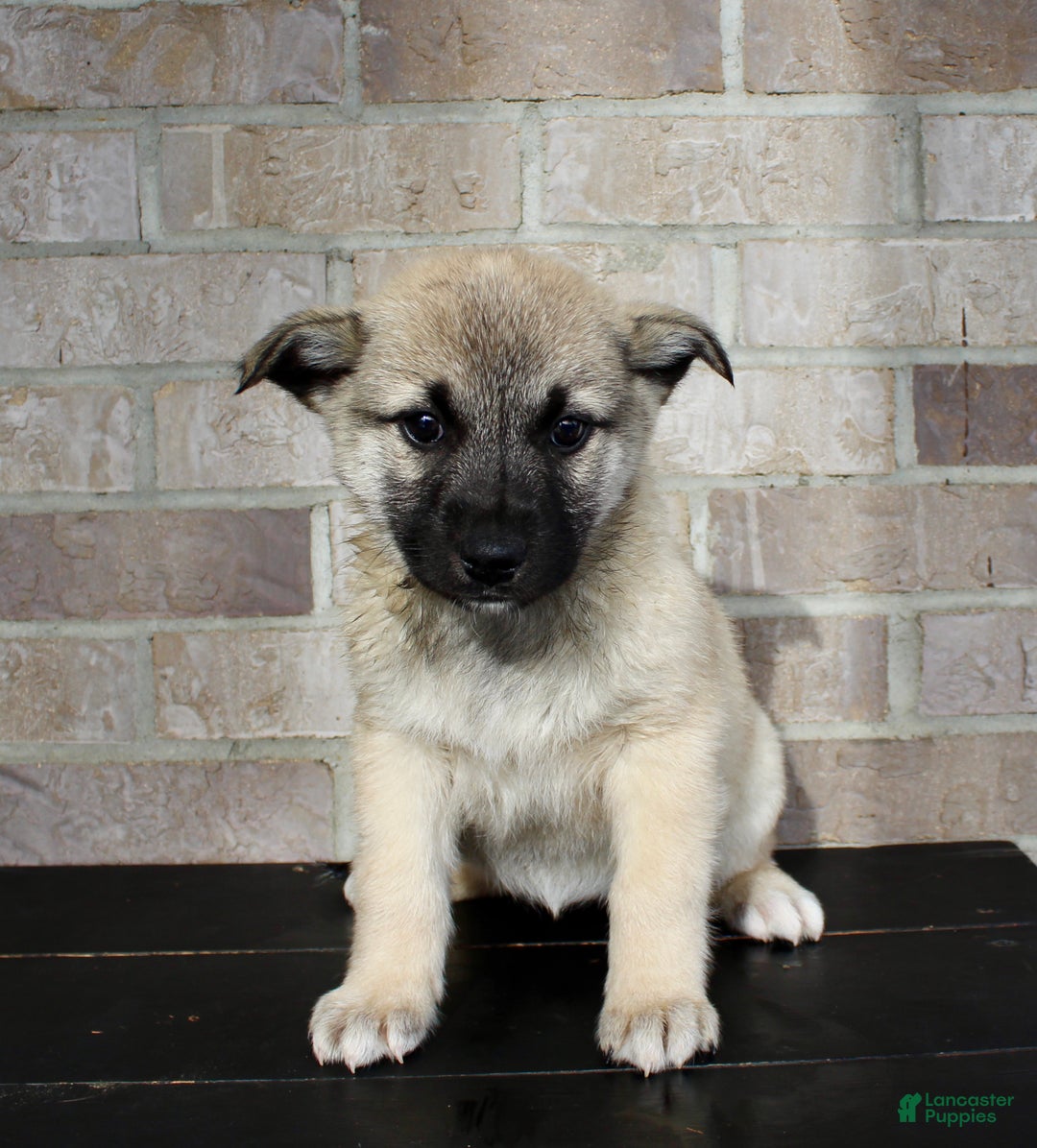 Mixed Breed dogs for sale: Sadie Rose - Ad 2