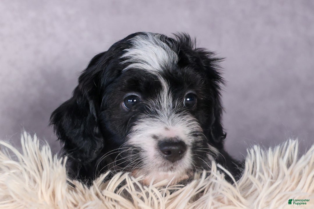 Mini Aussiedoodle dogs for sale: Payday - Ad 5