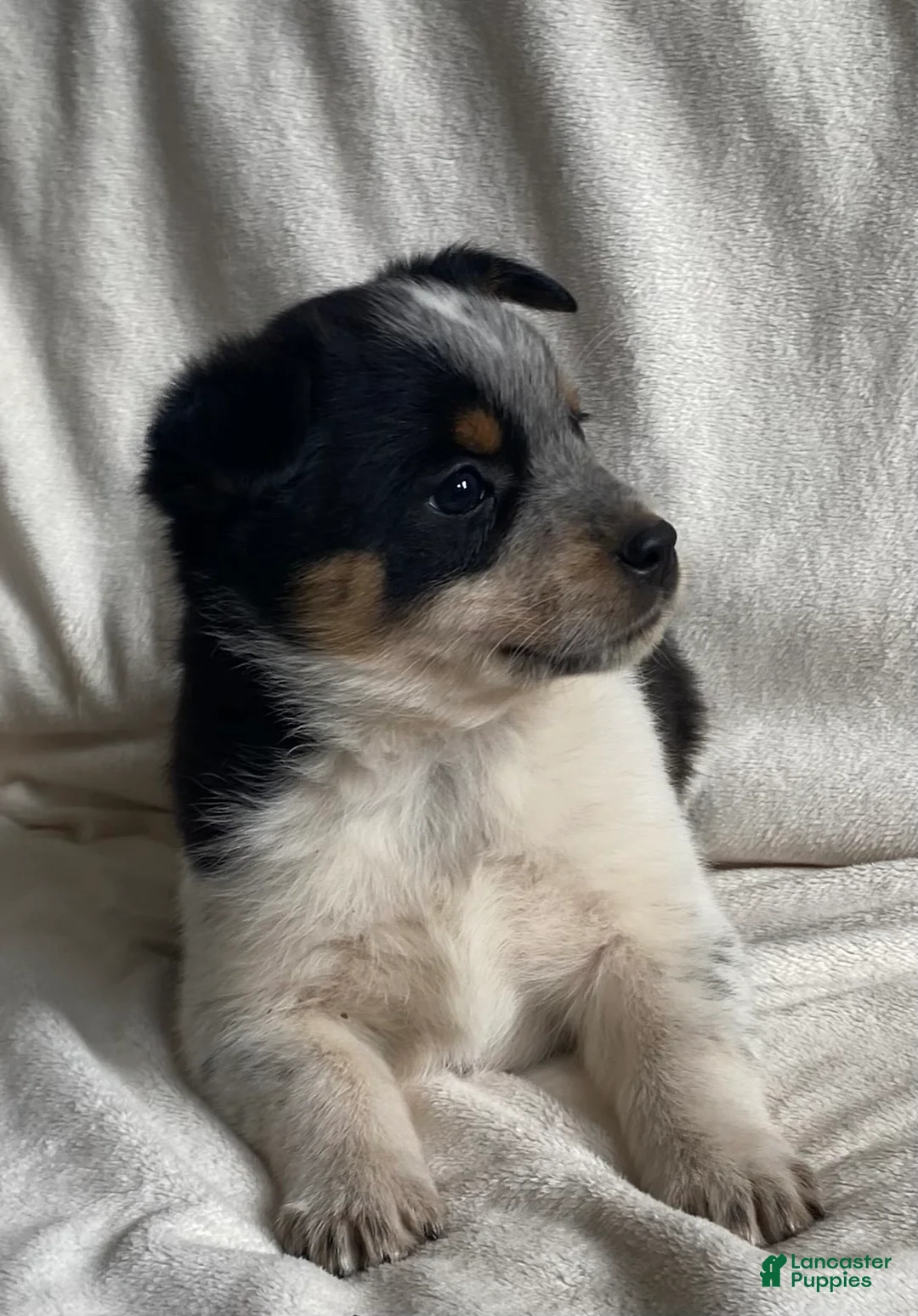 Mixed Breed dogs for sale: Misty  - Ad 2