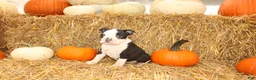 Boston Terrier dogs for sale: Jordan - Ad 5