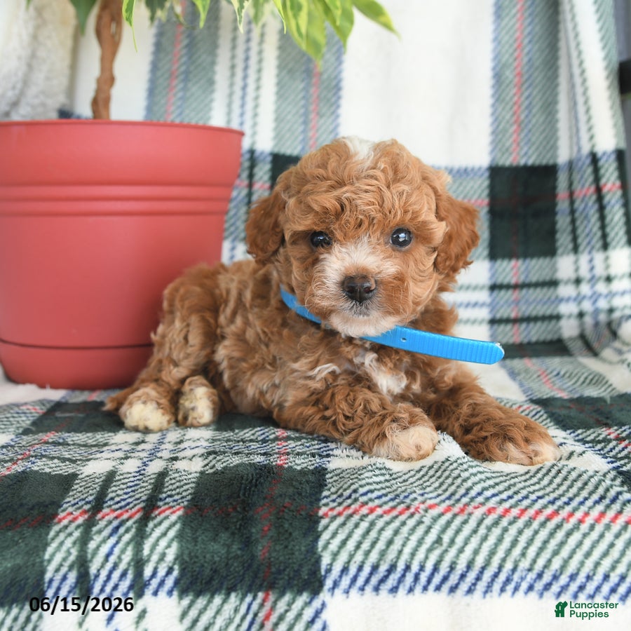 Cavapoo dogs Atticus - Ad 2