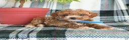 Cavapoo dogs for sale: Atticus - Ad 2