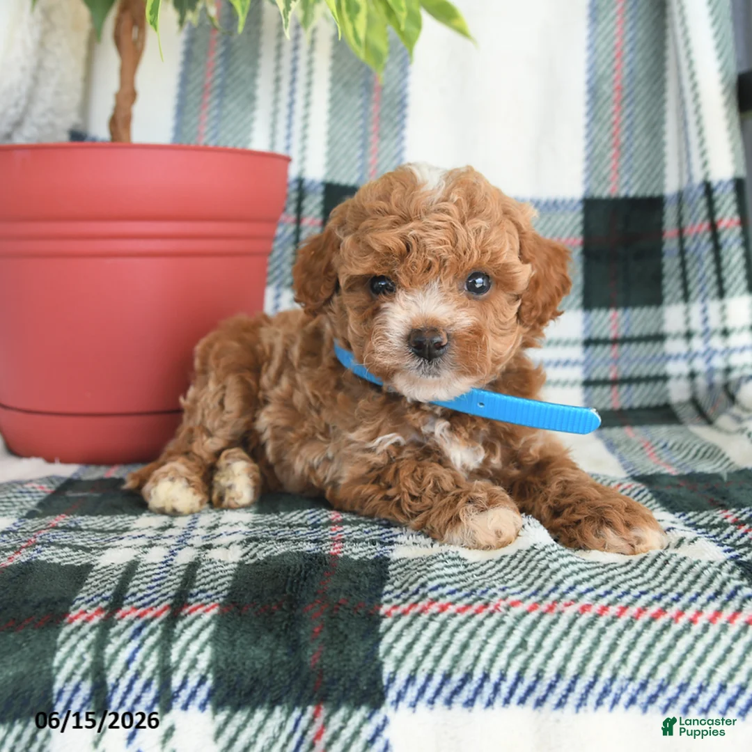 Cavapoo dogs for sale: Atticus - Ad 2