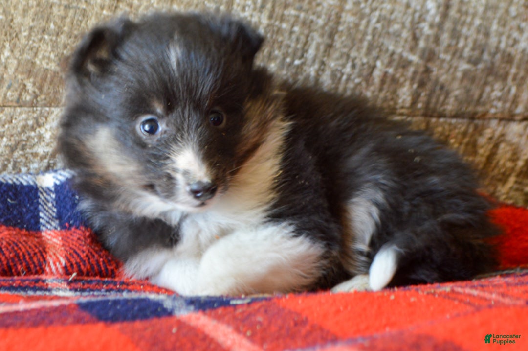 Sheltiedoodle dogs for sale: Marie - Ad 3