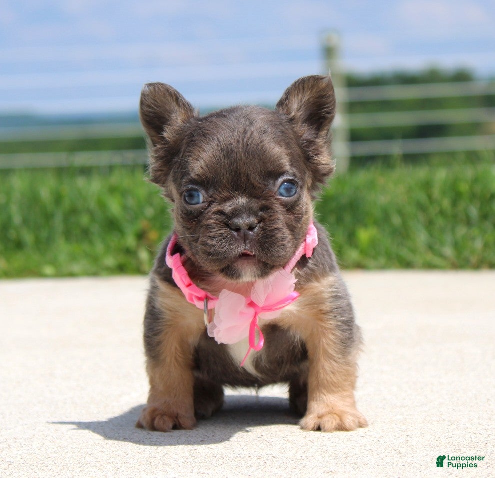 French Bulldog dogs Jana - Ad 1