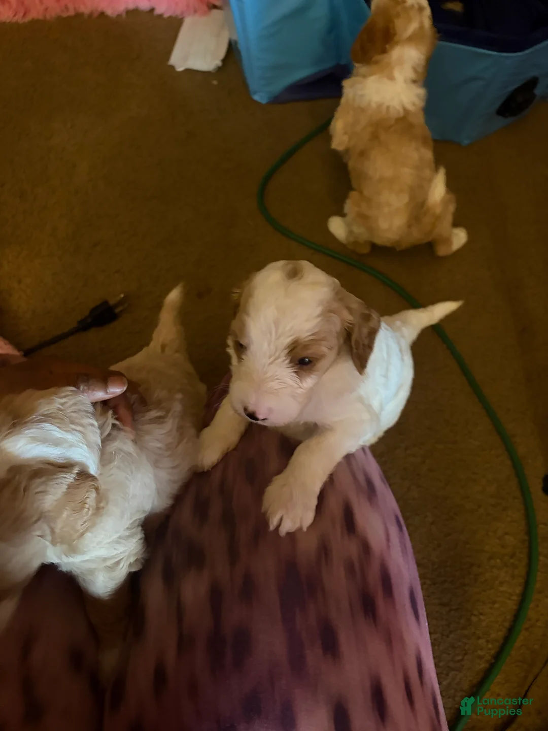 Mixed Breed dogs for sale: Sonny - Ad 7