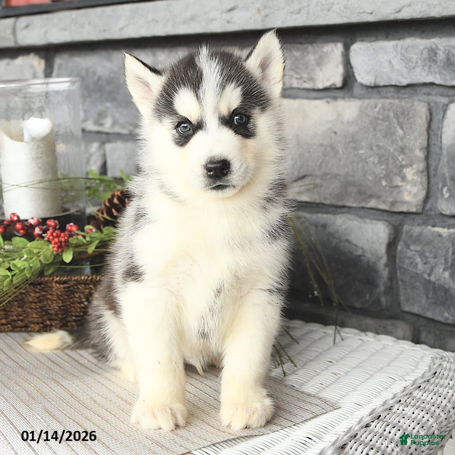 Siberian Husky dogs Gulliver - Ad 13