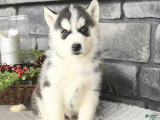 Siberian Husky dogs Gulliver - Ad 39