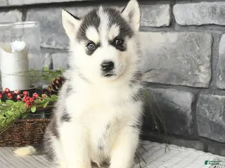 Siberian Husky dogs Gulliver - Ad 23