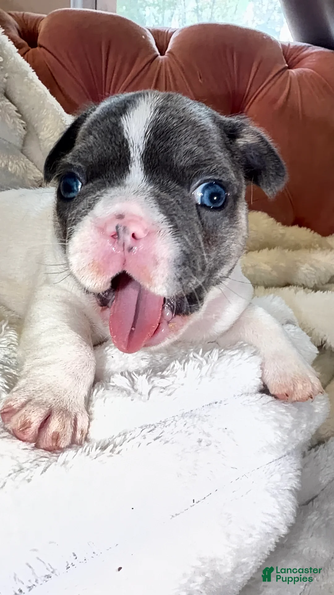 French Bulldog dogs for sale: French Bulldog Puppy 2 - Ad 1