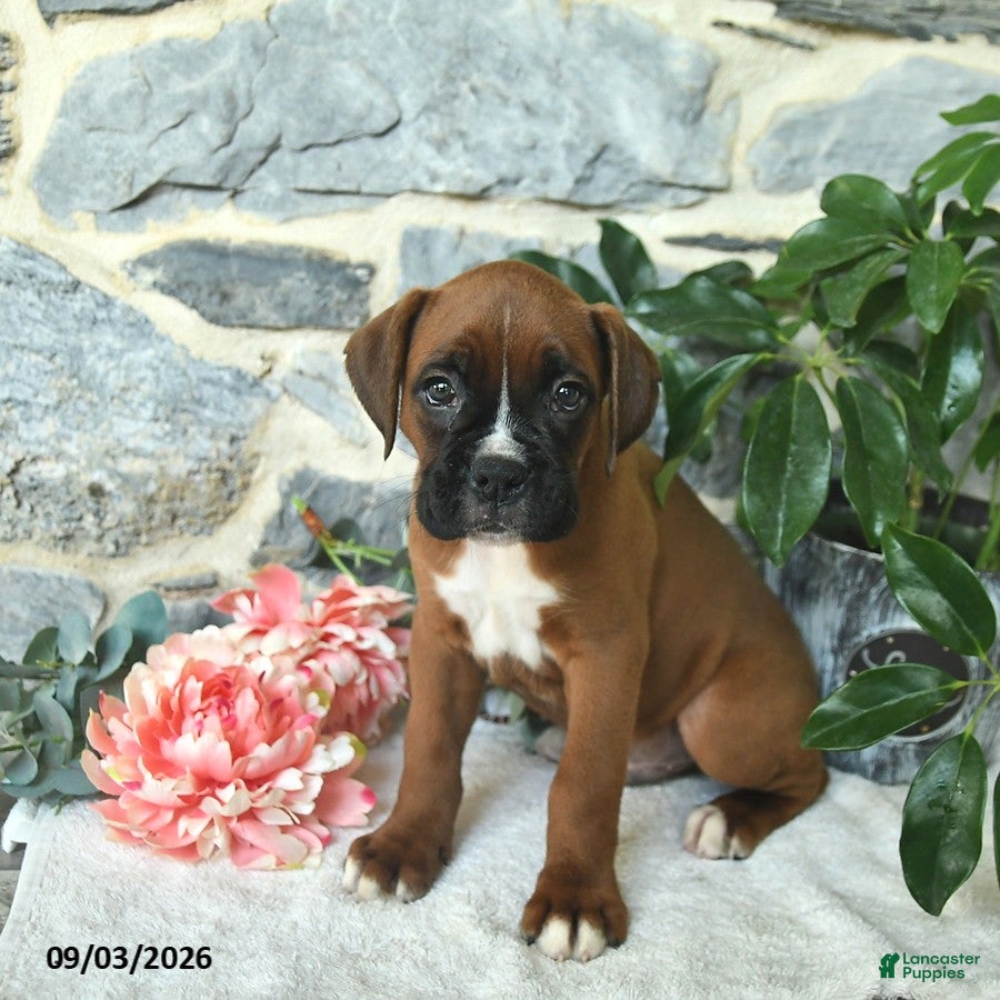 Boxer dogs Champ  - Ad 2