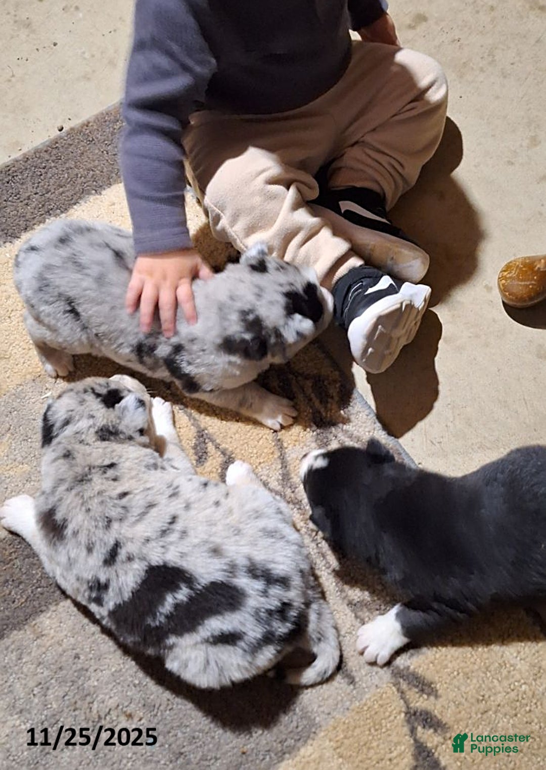 Gerberian Shepsky dogs for sale: Chief - Ad 2