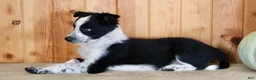Mixed Breed dogs for sale: Betty - Ad 4