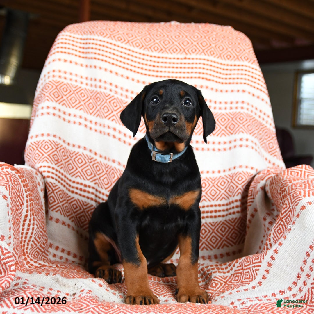 Doberman Pinscher dogs for sale: Aurora - Ad 3