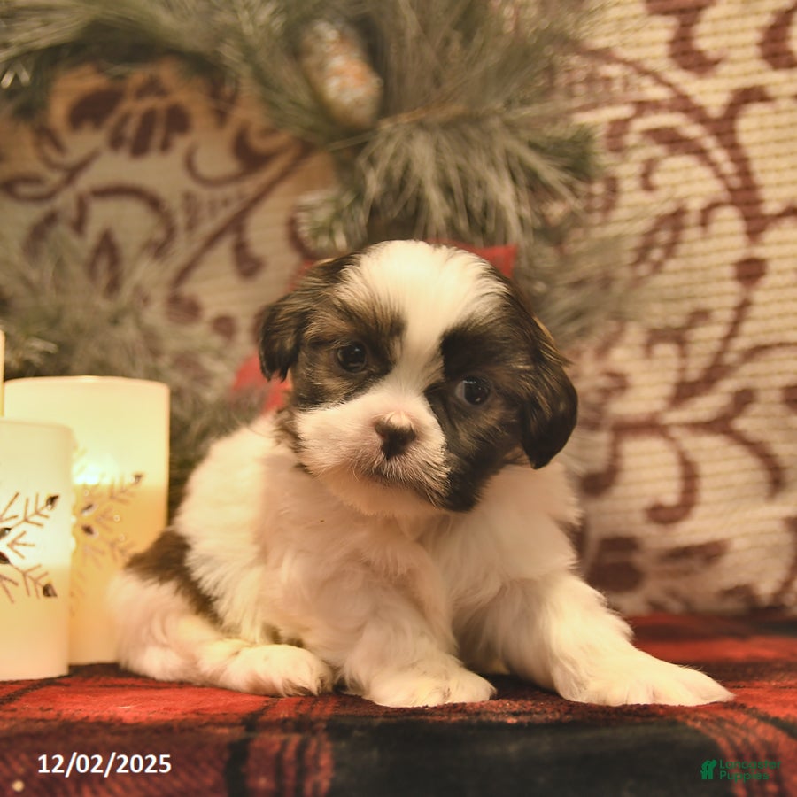 Shih Tzu dogs Sage  - Ad 2