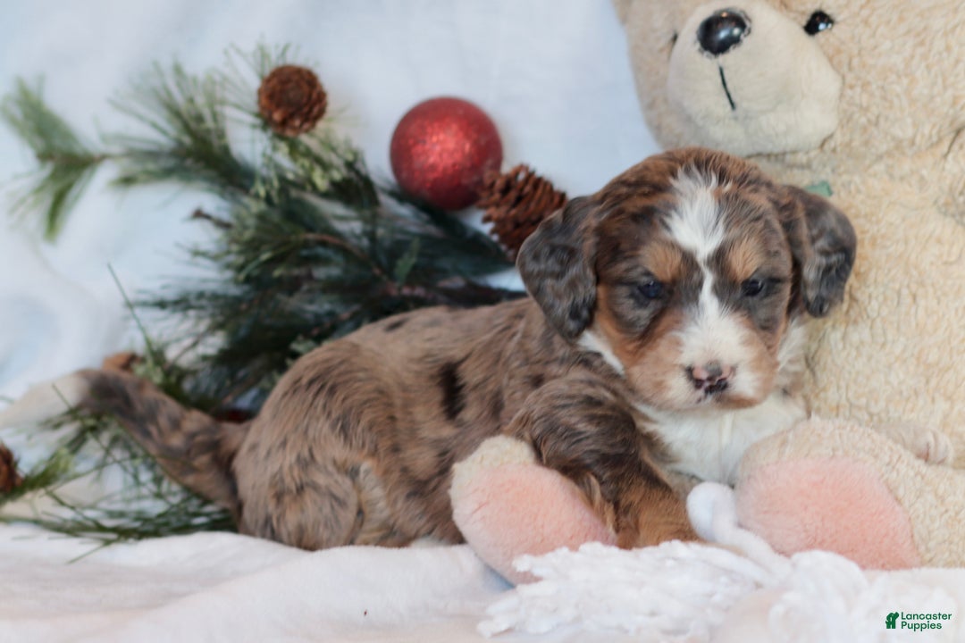 Bernedoodle dogs for sale: Noelle  - Ad 9