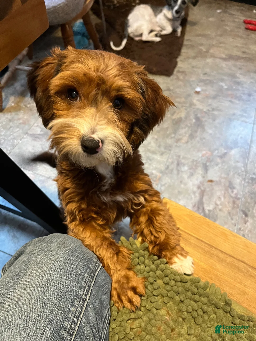 Havanese dogs for sale: Blue - Ad 4