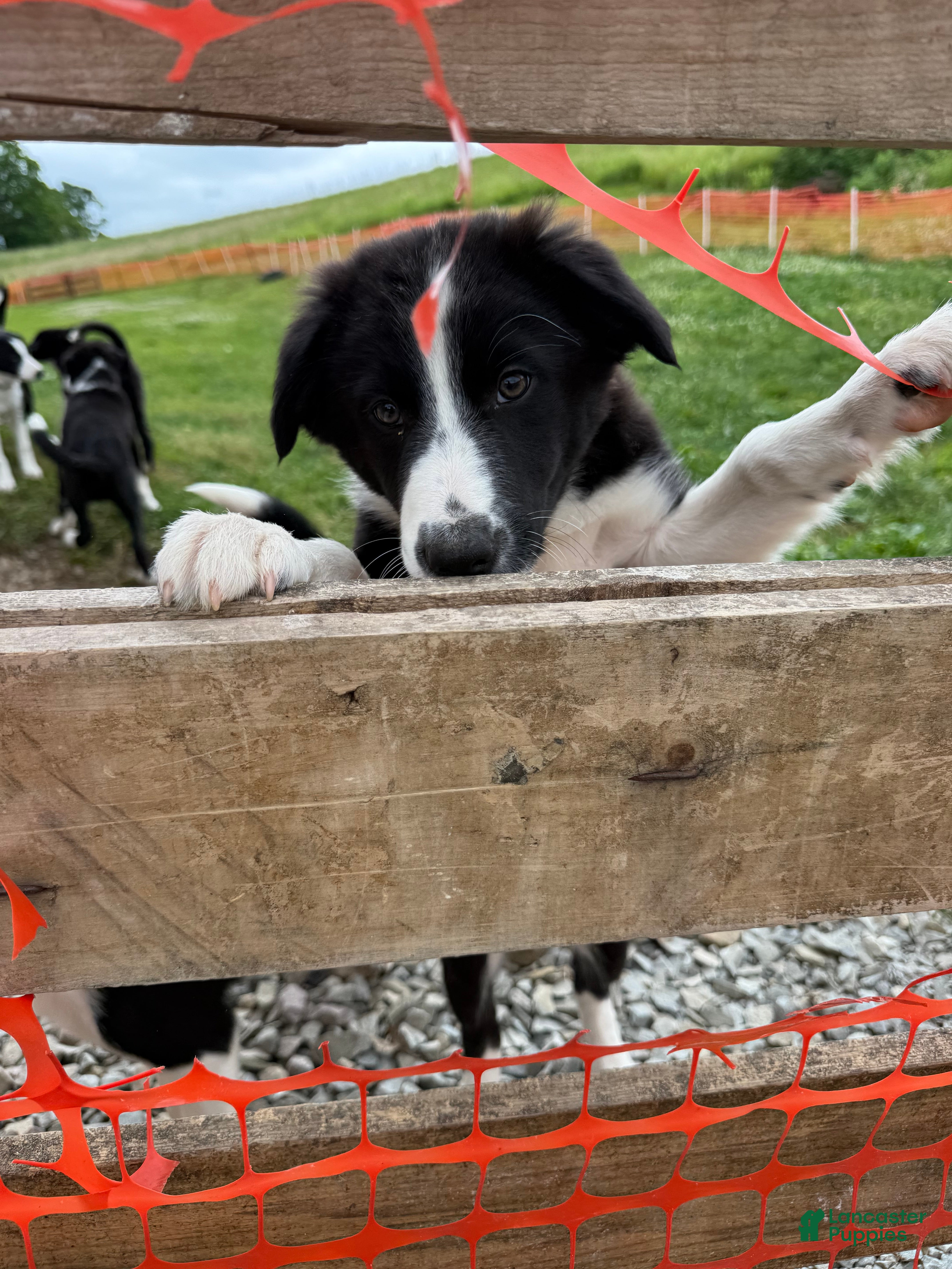 Border Collie dogs Stripe  - Ad 42